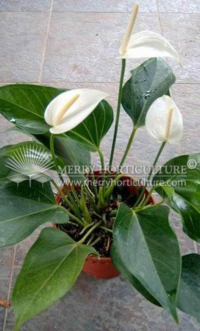 Anthurium lady anne (150 Pot)